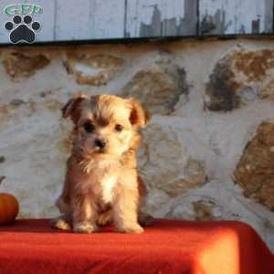 Ullisah, Morkie / Yorktese Puppy